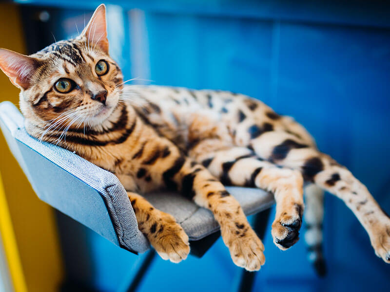 Lilla is a beautiful bengal cat that needs a home!